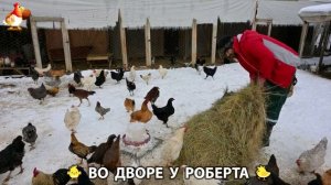 Содержание кур в домашних условиях и других птиц во дворе у Роберта 🐣🐤🦆🐔🪿🦃 (437)