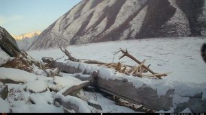 Клёпа с котятами