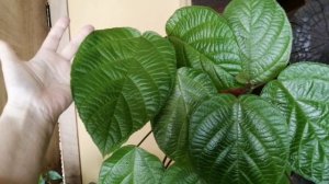 Почему Маранта разная днем и ночью?! Обзор растений на даче! 🌵🪴🪻