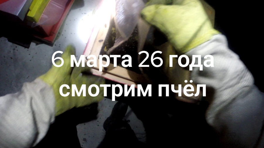 5 марта 26 года, осмотр пчёл в помещении.