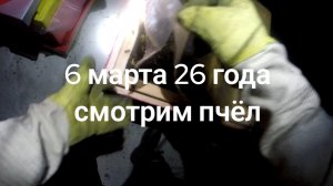 5 марта 26 года, осмотр пчёл в помещении.