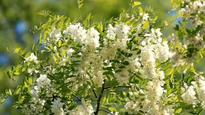 Ты со мной 🎧 МУЗЫКА 🎵. Текст 🎶 мой, исполнение сгенерировано нейросетью .