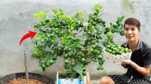 Секрет размножения лимонных деревьев, которые начинают плодоносить менее чем за 3 месяца