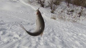 ЗАКРЫТИЕ ЗИМНЕГО РЫБАЛОВНОГО СЕЗОНА 25-26. ПЛОТВА НА БЕЗКИВКОВКУ .