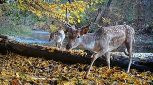 Я спрятал фотоаппарат у реки. Наблюдаю за животными и как расцветает осень