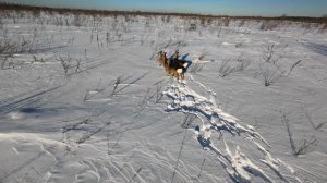 касули dji avata 2