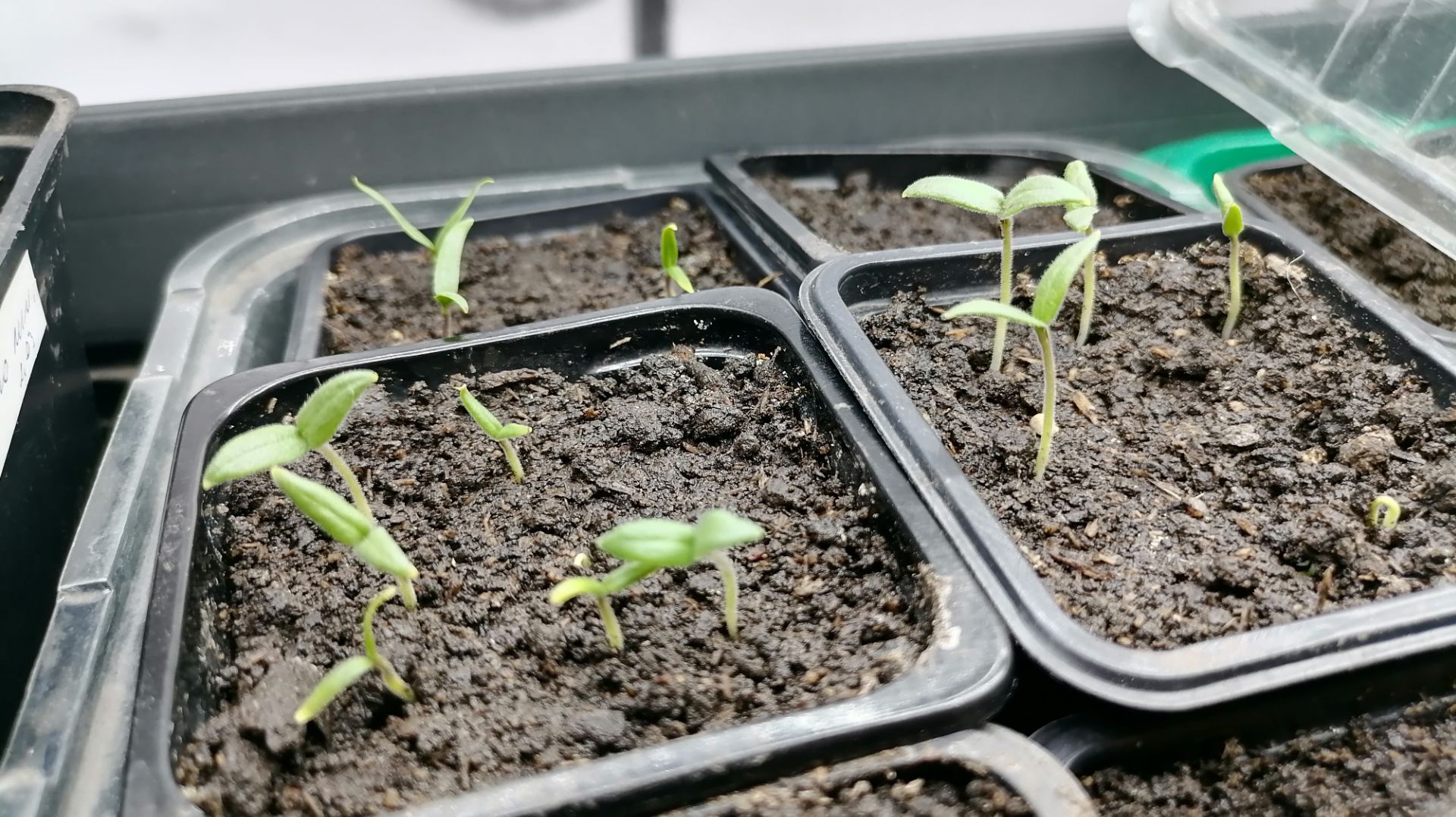 🌱 Рассада на подоконнике: стеллаж, подсветка, грелка, таймер