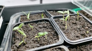 🌱 Рассада на подоконнике: стеллаж, подсветка, грелка, таймер