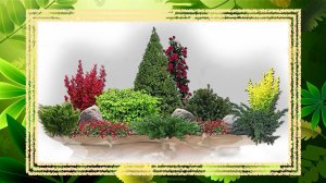 Сочетание хвойных растений, барбарисов и роз. Разбор готовой схемы.