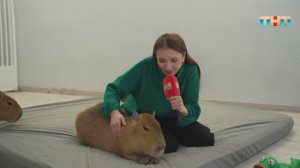 Как получить заряд энергии и снизить стресс? — посетить кафе, где живут капибары