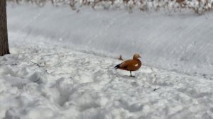 Репетиция весны с подружками. Проспал весну