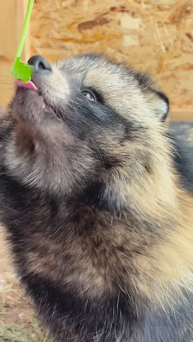 Лакомство! #енотка #тануки #животные #чавкать #asmr #питомцы #пушистики #хвосты #собака #лисица #мем