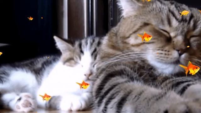 Мурлыканье Кошки для Сна и Релакса!