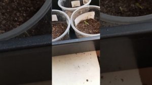 как себя чувствуют мои растюшки