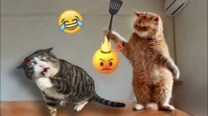 Смешные и забавные животные 😻😺 Лучшие приколы с животными 🐶 Подборка забавных животных