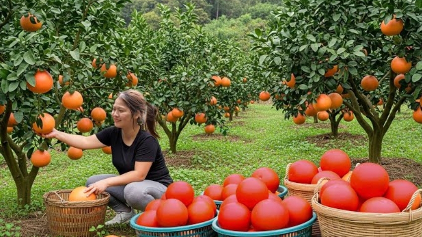 Собираю много красных грейпфрутов и мандаринов, таймлапс. Сельский сад для продажи.