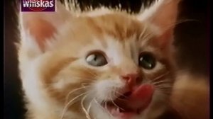Реклама Whiskas для котят 1994