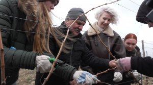 Студенты СевГУ осваивают обрезку и подвязку виноградной лозы