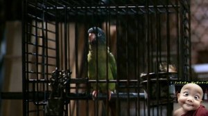 Моменто фильмо - "Поли"