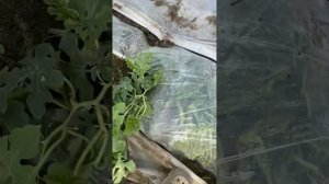 12.06.25г Арбуз,Оранж Кинг,сармат,пекинский нектар,эль уафи,скиф,атаман,топ Ган .Завязал арбуз.бахча