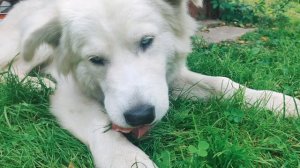 05_Кость_Радость Мира