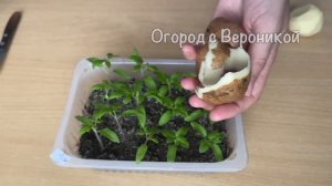 За НЕДЕЛЮ у Томатов Стебель ТОЛЩЕ МИЗИНЦА! Поливаю Рассаду Вот Таким Отваром!