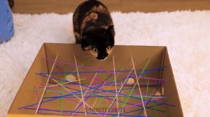 Творим чудеса из картонных коробок!