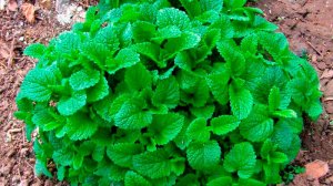 Мысли вслух о растениях Юпитера