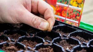 Что сеять в марте 2026: шпаргалка для тех, кто не хочет ничего пропустить