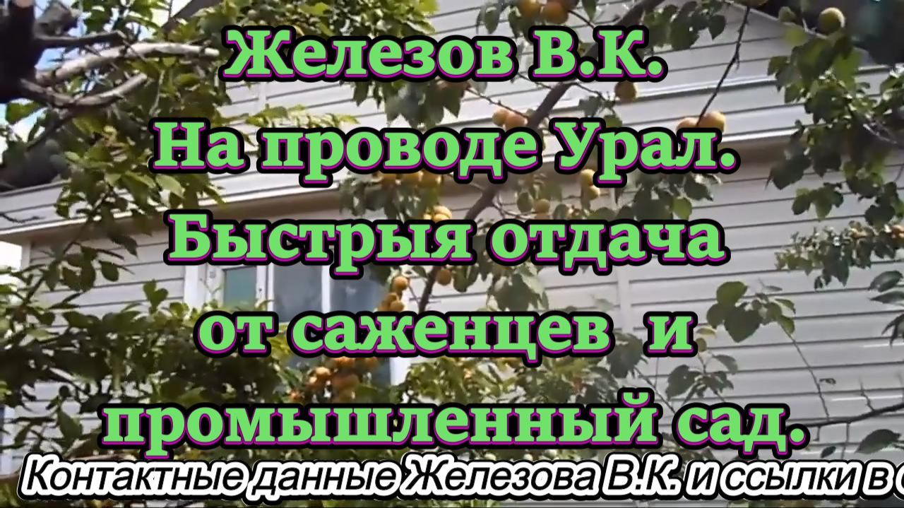 Железов В.К. На проводе Урал. Быстрыя отдача от саженцев  и промышленный сад.