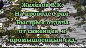 Железов В.К. На проводе Урал. Быстрыя отдача от саженцев  и промышленный сад.