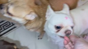 Все дружненько похрустели огурчиками.