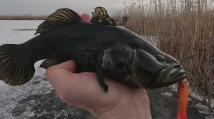 ЛОВЛЯ РОТАНА