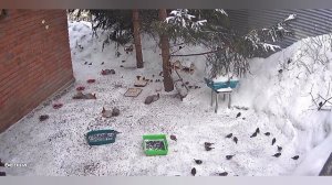 замечательный день с дикими белками