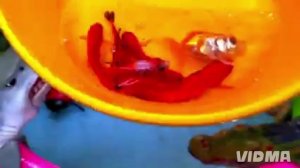 маленькие рыбки