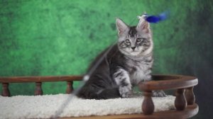 Drogo 2,5 месяца