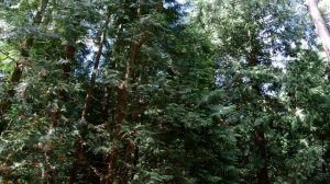 ПРОГУЛКИ ПО ПАРКУ И НЕ ТОЛЬКО. День пятый