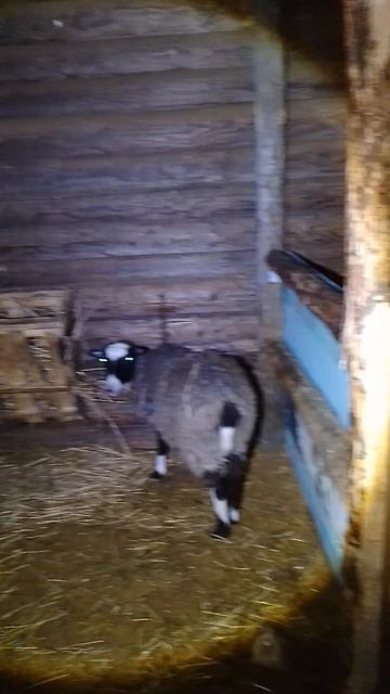 Основной фронт работы в козлятнике завершен)