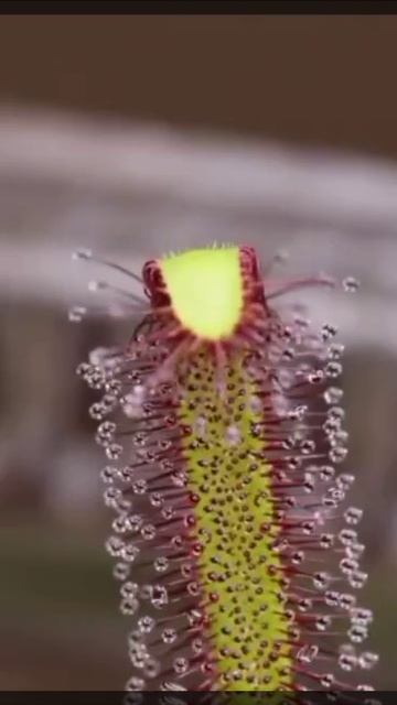 Кейпская росянка — это плотоядное растение, которое питается насекомыми
