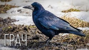 Грач: Вестник Весны Между Городом и Полем