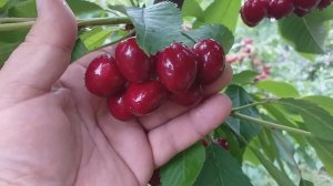 Черешня Крупноплодная. Темно-красная, ягоды до 18 г, Самоплодная  Ростов-на-Дону