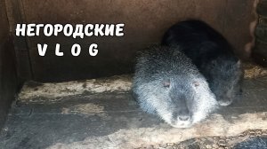 Опять самки НУТРИЙ "ругаются" между собой. 03.03.26