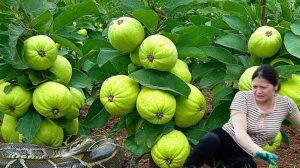 Собираю много гуавы для продажи на местном рынке. Встречаю огромного питона.