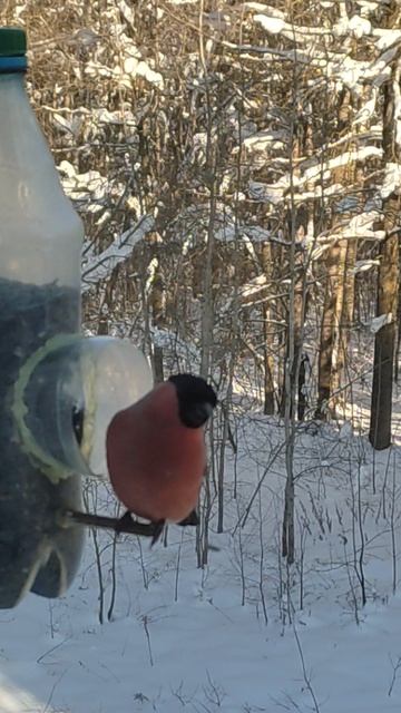 Лузгайте! -Лузгайте !  20260204