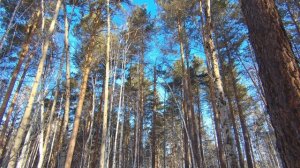 5 минут в зимнем лесу. Тишина и звуки природы 4К
