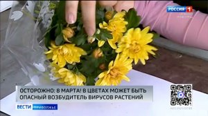 Опасного вредителя - западного цветочного трипса - можно принести в дом вместе с цветами