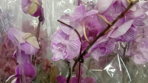 Светофор готов поздравить женщин с праздником Весны