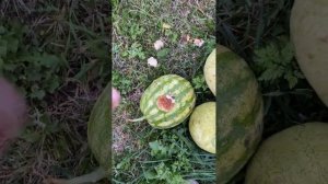 5.09.25г Обзор АрбузовПочти все на выброс ! #арбуз #бахча #даf1 bd265453-fcf0-4461-a417-5e6a5cdcaf6f