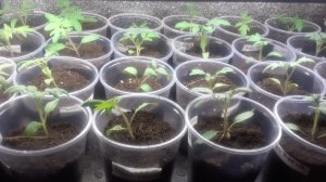 05.03.2026 Первые томаты распикированы. Приспосабливаю торговую решетку под орхидеи.