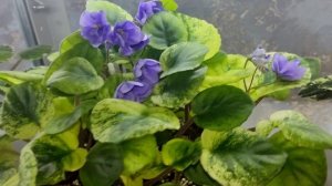 Весенний обзор Фиалок.